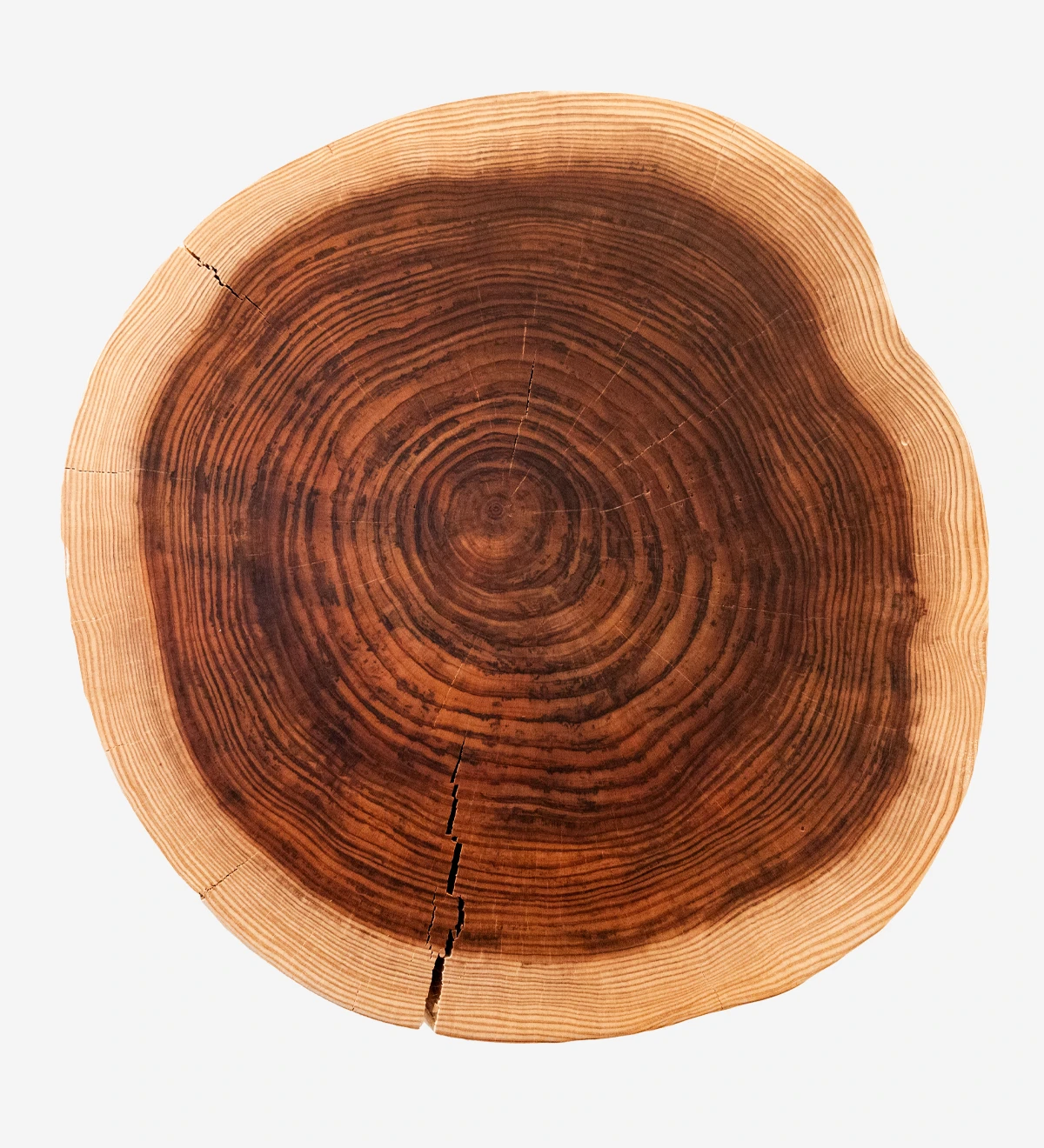 High trunk center table in natural cryptomeria wood, Ø 45 to 55 cm.